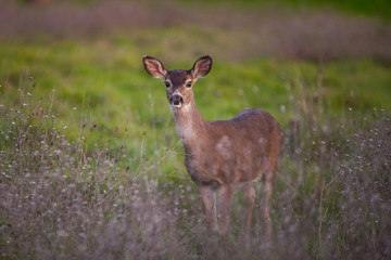 Deer