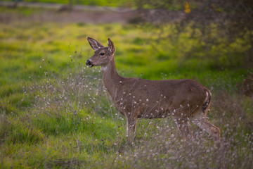 Deer