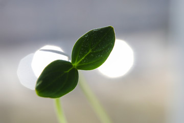 Macro photography of green leaves of a growing plant