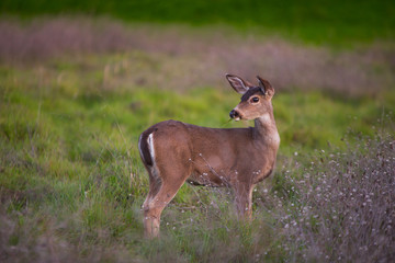Deer