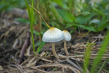 Mushrooms