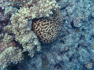 Diving the Great Barrier Reef-Brain Coral