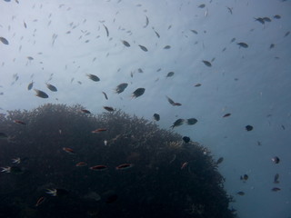 Fototapeta na wymiar Diving the Great Barrier Reef