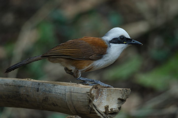 White-crested laughing thrush (Garrulax leucolophus)