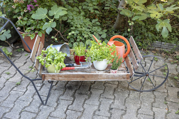 Biokräuter frisch vom eigenen Garten
