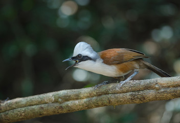 White-crested laughing thrush (Garrulax leucolophus)