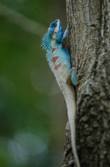 Blue-crested Lizard or Indo-Chinese Forest Lizard