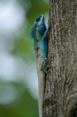 Naklejka na ściany i meble Blue-crested Lizard or Indo-Chinese Forest Lizard