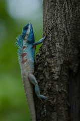 Naklejka na ściany i meble Blue-crested Lizard or Indo-Chinese Forest Lizard
