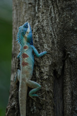 Blue-crested Lizard or Indo-Chinese Forest Lizard