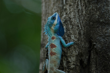 Blue-crested Lizard or Indo-Chinese Forest Lizard