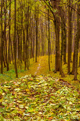 Obraz premium Photo of orange autumn forest with leaves and road