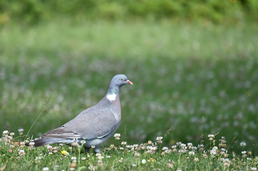 Ringeltaube im Klee