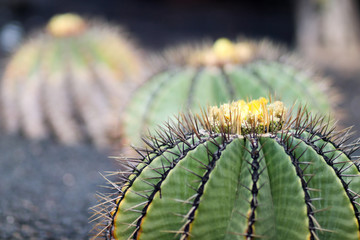 green cactus in Lanzarote, nature