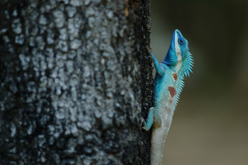 Blue-crested Lizard or Indo-Chinese Forest Lizard