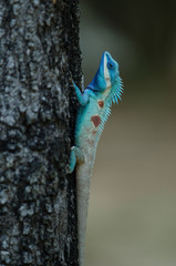 Blue-crested Lizard or Indo-Chinese Forest Lizard