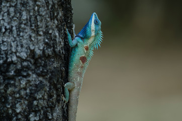 Blue-crested Lizard or Indo-Chinese Forest Lizard