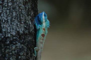 Blue-crested Lizard or Indo-Chinese Forest Lizard