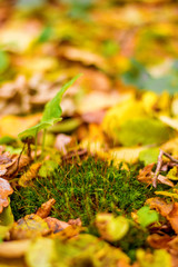Photo of green moss in orange autumn forest