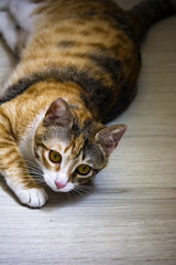 Ginger cat on the wooden floor