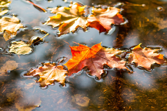 Beautiful autumn leaves fell into the water in the autumn rain.Autumn background. Colorful leaves in puddle.