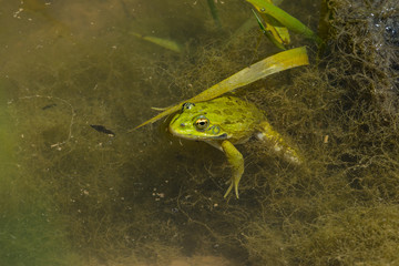 Wasserfrosch im Teich