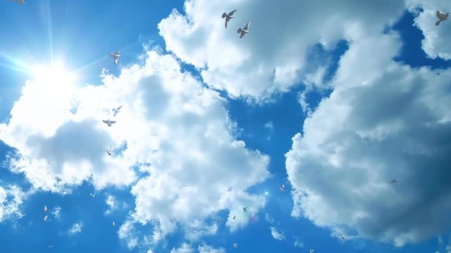 Pigeons flying against beautiful blue sky, panning