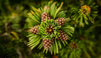 Fototapeta premium Mountain pine