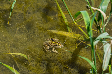 Wasserfrosch im Teich