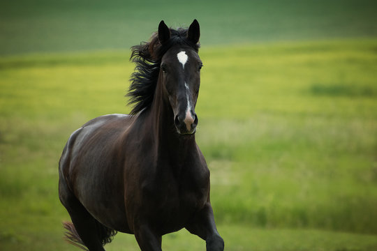Deutsches Reitpferd auf der Weide