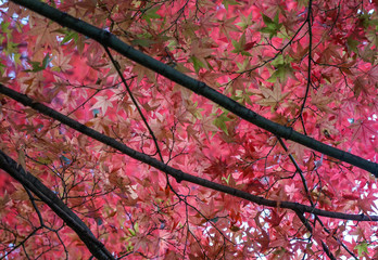 Autumn trees at garden in Kyoto, Japan