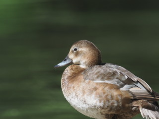 ente