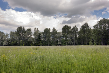 Fototapeta premium the field before the wood from birches and a silvery willow under the cloudy sky in the summer day