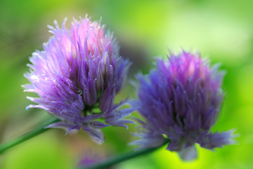 Purple Chives flowers.