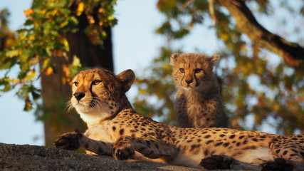 junger und alter gepard