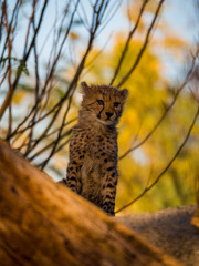 portrait junger gepard © JK