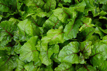 Background from foliage beet