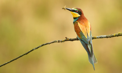 European bee eater (Merops apiaster)