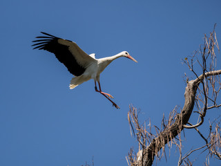 anflug weissstorch