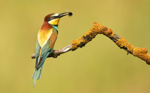 European Bee Eater (Merops Apiaster)