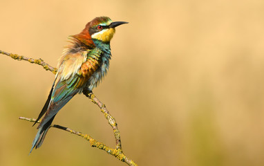 European bee eater (Merops apiaster)