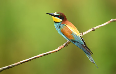 European bee eater (Merops apiaster)