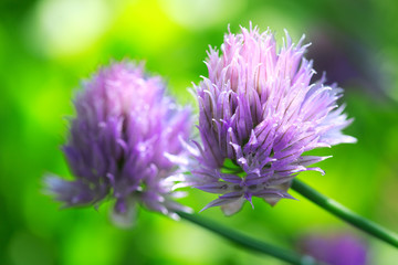 Purple Chives flowers.