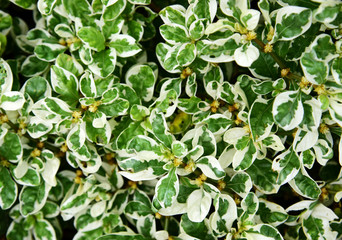 Leaves pattern White and green Background,Top view