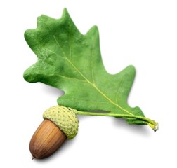 Acorn and Oak Leaf