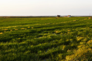 çeltik tarlası tarım alanı