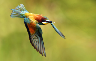 European bee eater (Merops apiaster)