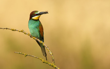 European bee eater (Merops apiaster)