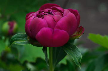 a peony of purple, with green leaves