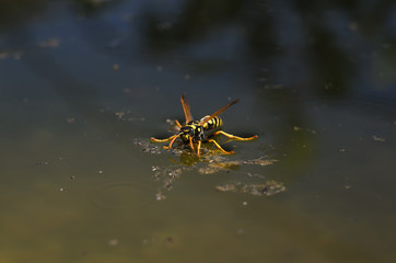 the wasp sat down on the surface of the water to quench your thirst on a hot, summer, sunny day